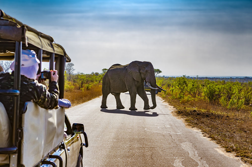 4 common mistakes to avoid on a safari