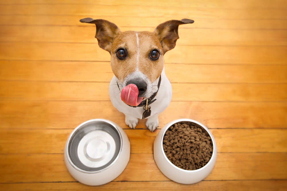 10 Best Black Friday Dog Food Deals to Expect in 2023